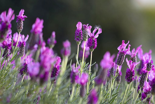 Esta imagen tiene un atributo ALT vacío; su nombre de archivo es Lavanda-Campo.jpg